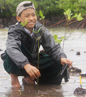 Mangrove trees